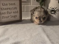 Stanley , a male Chihuahua for sale in Newark Valley, NY – Photo 4 of 7