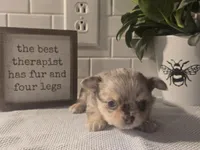 Stanley , a male Chihuahua for sale in Newark Valley, NY – Photo 1 of 7