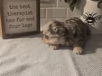 Stanley , a male Chihuahua for sale in Newark Valley, NY – Photo 6 of 7