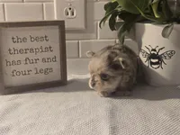 Stanley , a male Chihuahua for sale in Newark Valley, NY – Photo 7 of 7