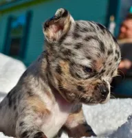 Lacey, a female Chihuahua for sale in Newark Valley, NY – 5 of 8