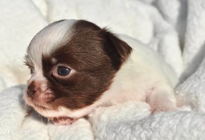 Basil – Chihuahua puppy for sale in Newark Valley, NY