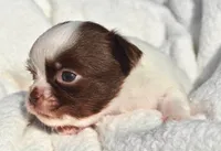 Basil, a male Chihuahua for sale in Newark Valley, NY – 1 of 7