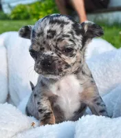 Lacey, a female Chihuahua for sale in Newark Valley, NY – 3 of 8