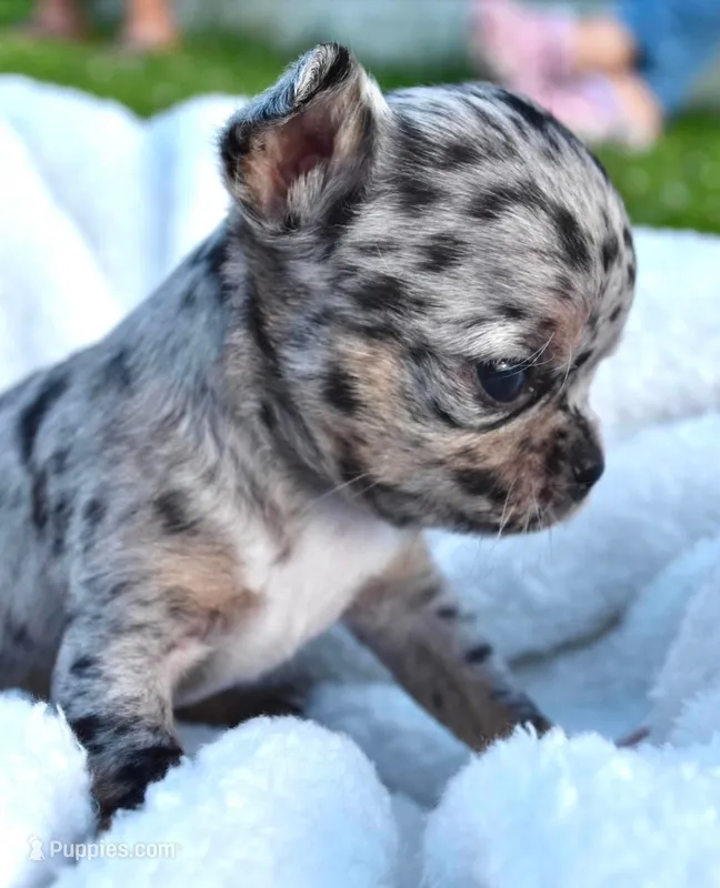 Lacey – Chihuahua puppy for sale in Newark Valley, NY