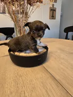 Allison, a female Chihuahua for sale in Newark Valley, NY – 4 of 5
