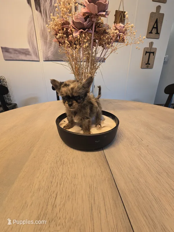 Isaac  – Chihuahua puppy for sale in Newark Valley, NY