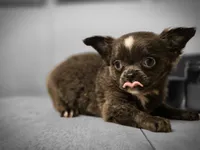 Jill, a female Chihuahua for sale in Newark Valley, NY – 3 of 10