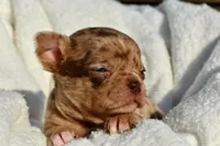 Bella-Jean , a female Chihuahua for sale in Newark Valley, NY – 2 of 7