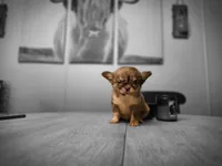 Toby, a male Chihuahua for sale in Newark Valley, NY – 3 of 7
