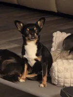 Basil, a male Chihuahua for sale in Newark Valley, NY – 2 of 3