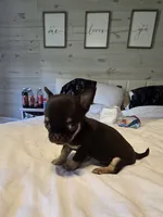 Jack, a male Chihuahua for sale in Newark Valley, NY – 6 of 8