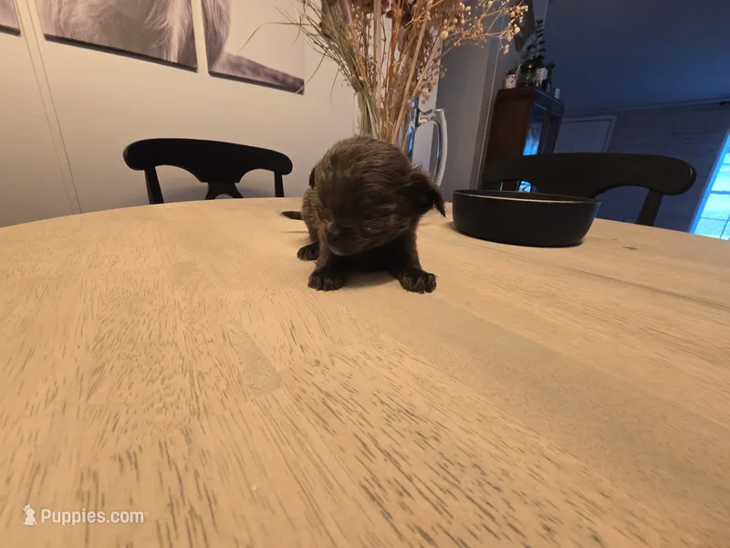 Ava – Chihuahua puppy for sale in Newark Valley, NY