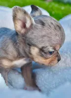 Lizzy, a female Chihuahua for sale in Newark Valley, NY – 7 of 7