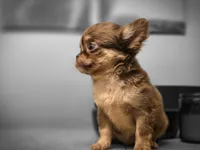 Toby, a male Chihuahua for sale in Newark Valley, NY – 7 of 7