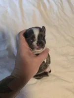 Jazzy, a male Chihuahua for sale in Newark Valley, NY – 4 of 8
