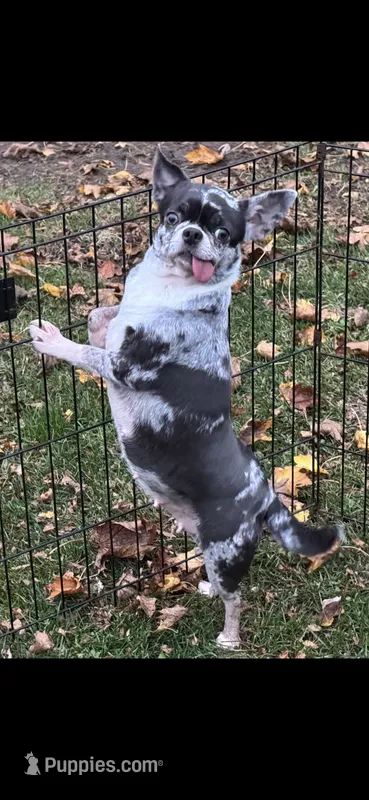 maui – Chihuahua puppy for sale in Newark Valley, NY