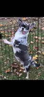maui, a female Chihuahua for sale in Newark Valley, NY – 1 of 1