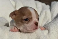Bella, a female Chihuahua for sale in Newark Valley, NY – 6 of 8
