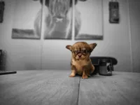 Toby, a male Chihuahua for sale in Newark Valley, NY – 5 of 7