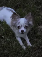 Hildie, a female Chihuahua for sale in Newark Valley, NY – 3 of 3