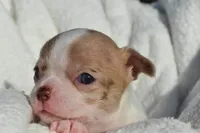 Bella, a female Chihuahua for sale in Newark Valley, NY – 8 of 8