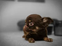 Tanya, a female Chihuahua for sale in Newark Valley, NY – 4 of 7
