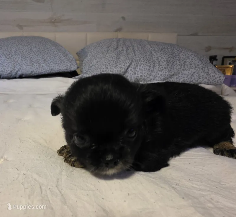 Jackie – Chihuahua puppy for sale in Newark Valley, NY