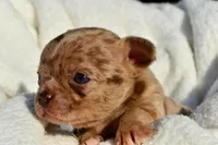 Bella-Jean , a female Chihuahua for sale in Newark Valley, NY – 5 of 7