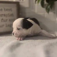 Landon, a male Chihuahua for sale in Newark Valley, NY – Photo 2 of 6