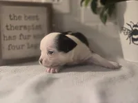 Landon, a male Chihuahua for sale in Newark Valley, NY – Photo 2 of 6