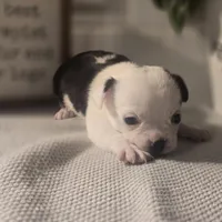 Landon, a male Chihuahua for sale in Newark Valley, NY – Photo 6 of 6