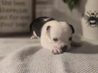 Landon, a male Chihuahua for sale in Newark Valley, NY – Photo 6 of 6