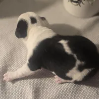 Landon, a male Chihuahua for sale in Newark Valley, NY – Photo 5 of 6