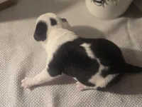 Landon, a male Chihuahua for sale in Newark Valley, NY – Photo 5 of 6