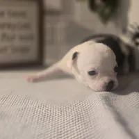 Landon, a male Chihuahua for sale in Newark Valley, NY – Photo 1 of 6