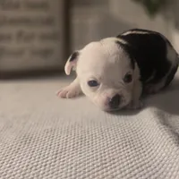 Landon, a male Chihuahua for sale in Newark Valley, NY – Photo 3 of 6