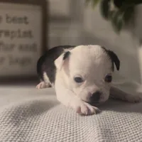 Landon, a male Chihuahua for sale in Newark Valley, NY – Photo 4 of 6