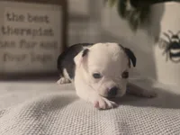 Landon, a male Chihuahua for sale in Newark Valley, NY – Photo 4 of 6