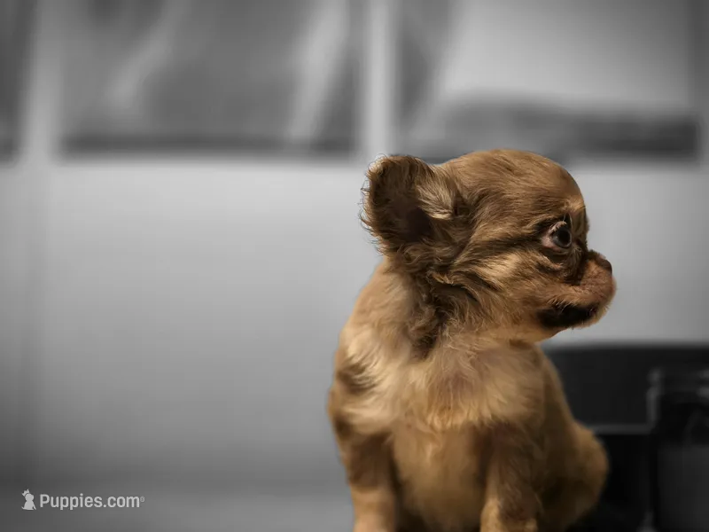 Toby – Chihuahua puppy for sale in Newark Valley, NY