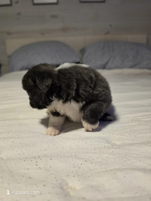 Jazz – Chihuahua puppy for sale in Newark Valley, NY