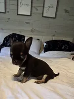 Jack, a male Chihuahua for sale in Newark Valley, NY – 2 of 8