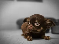 Tanya, a female Chihuahua for sale in Newark Valley, NY – 7 of 7