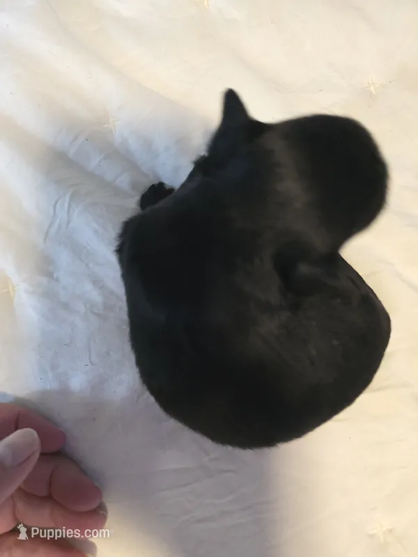 Jackie – Chihuahua puppy for sale in Newark Valley, NY