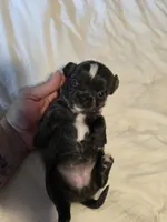 Jill, a female Chihuahua for sale in Newark Valley, NY – 4 of 5