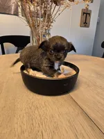 Allison, a female Chihuahua for sale in Newark Valley, NY – 5 of 5
