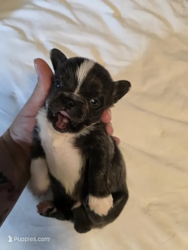 Jazz – Chihuahua puppy for sale in Newark Valley, NY