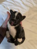 Jazz, a male Chihuahua for sale in Newark Valley, NY – 1 of 7