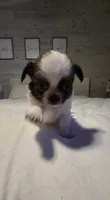 Basil, a male Chihuahua for sale in Newark Valley, NY – 4 of 5