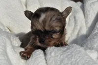Isaac , a male Chihuahua for sale in Newark Valley, NY – 3 of 4